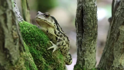 Toad 스톡 동영상 257859261