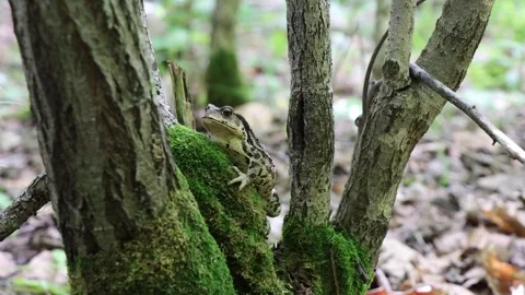 Toad 스톡 동영상 257859338