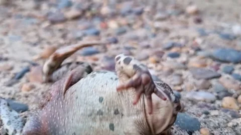 Toad Video stock 282811213