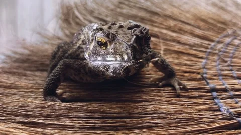 Toad Stock Footage 344703204