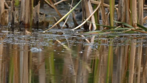 Toad in foreground and coot eating algae Video stock 330317281