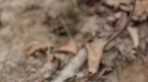 Toad in the Forest 01 Stock Footage 63451118