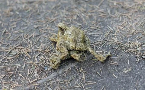 Toad on a forest floor. Close up wildlife scene on ground with dry pine nee.. Stock Photos