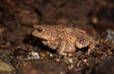 Toad on the forest floor Stock Photos
