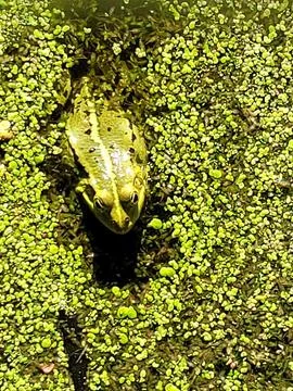 Toad in a forest pond Stock Photos