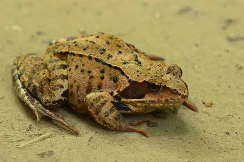 A toad on a forest road on a cloudy day. Stock Photos