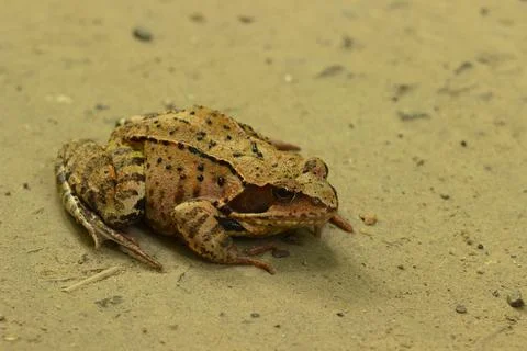 A toad on a forest road on a cloudy day. Stock Photos