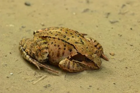 A toad on a forest road on a cloudy day. Stock Photos
