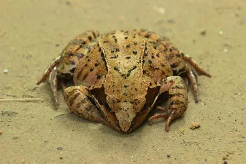 A toad on a forest road on a cloudy day. Stock Photos