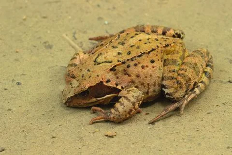 A toad on a forest road on a cloudy day. Stock Photos