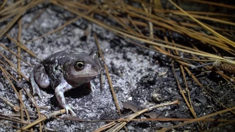 Toad Found At Night With Flashlight Stock Footage 77550923
