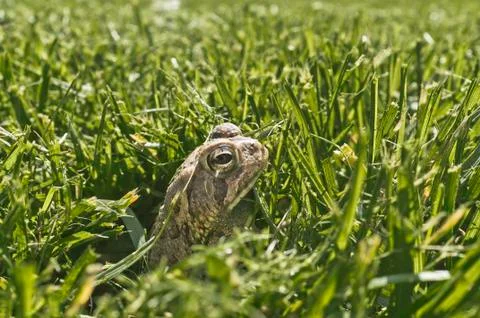 Toad in fresh cut grass Stock Photos