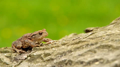 Toad frog Stock Footage 37178828