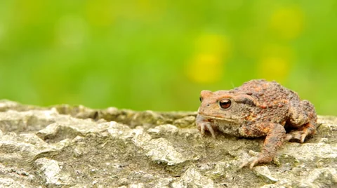 Toad frog Stock Footage 37179006