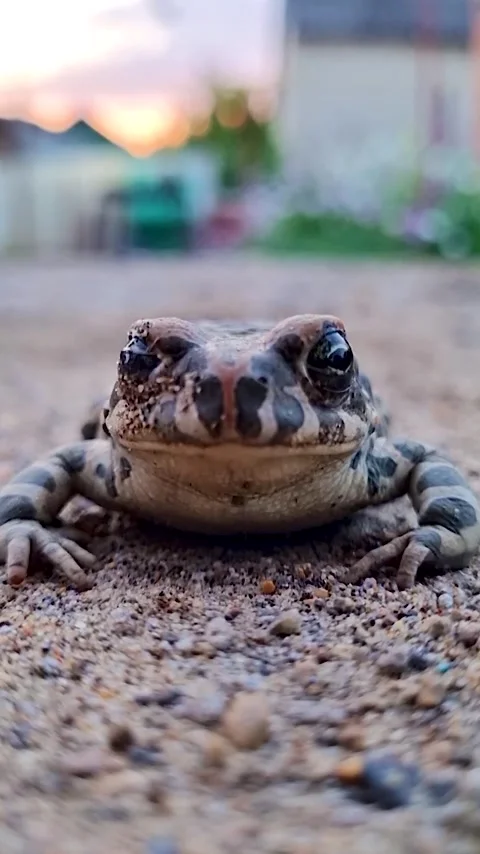 Toad. Frog. Stock Footage 282811214