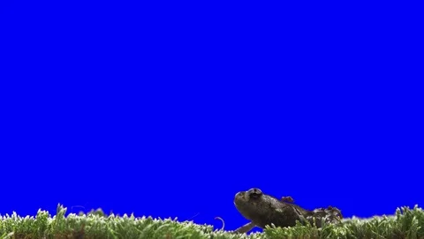 Toad Frog Green Screen Effect Vídeos de archivo 93384030