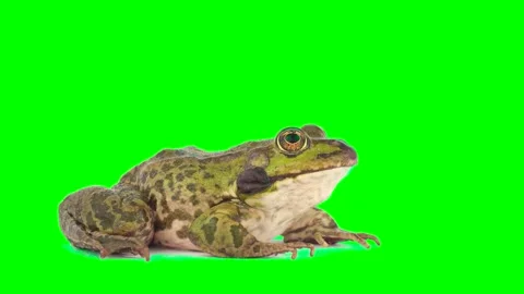 Toad frog isolated on green background chroma key screen Stock Footage 331814782