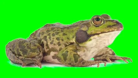 Toad frog isolated on green background chroma key screen Stock Footage 331814816