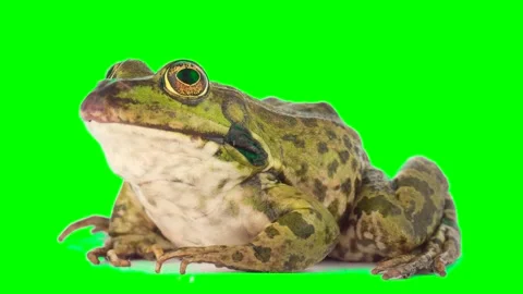 Toad frog isolated on green background chroma key screen Stockbeeldmateriaal 331814912