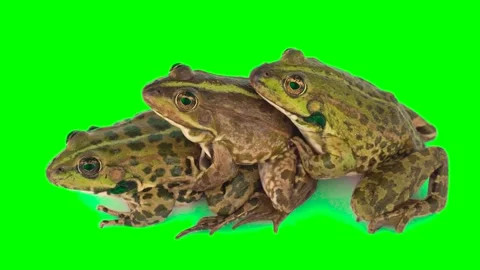 Toad frog isolated on green background chroma key screen Stock Footage 331814963