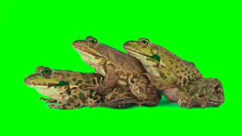 Toad frog isolated on green background chroma key screen Stockbeeldmateriaal 331815035