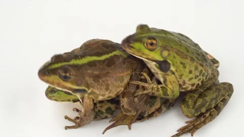 Toad frog isolated on white background s... | Stock Video | Pond5