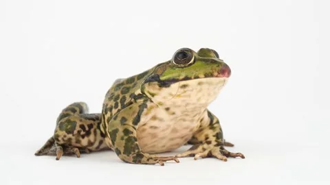 Toad frog isolated on white background screen. Stock Footage 132402577