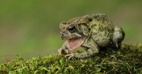 Toad Frog Opens Mouth as he sits on moss Stock Footage 155358031