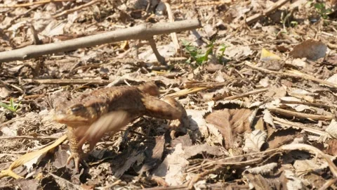 Toad frog sitting and come comming walking walk walks out go away from camera Stock Footage 153430444