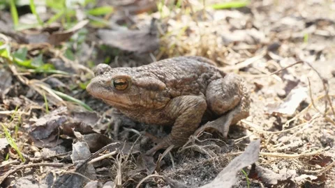 Toad frog sitting and come comming walking walk walks out go away from camera Stock Footage 153832711