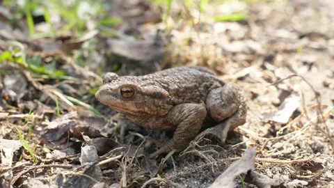Toad frog sitting on ground, in spring Stock Footage 153832657