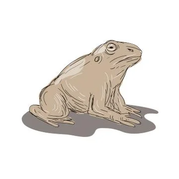 Toad Frog Sitting Side Drawing Stock Illustration