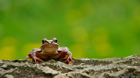 Toad frog on a wooden bark Stock Footage 37535997