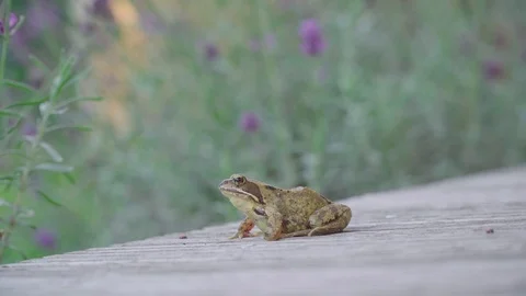 Toad in front of lavender plants Stock Footage 96077967