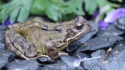 Toad in garden Video stock 133035928
