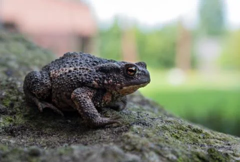 Toad in the garden on a rock Stock Photos