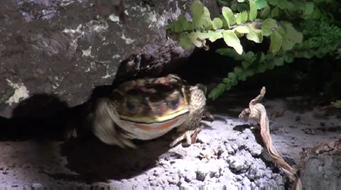 TOAD GOING IN ROCK AT NIGHT 스톡 동영상 37447257