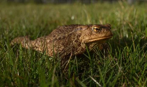 Toad in grass close-up Foto stock