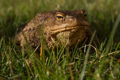 Toad in grass close-up Foto stock