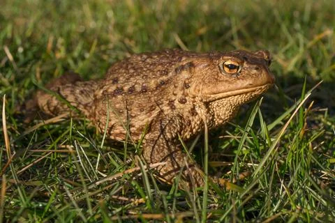 Toad in grass close-up Stock Photos