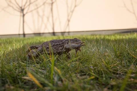Toad in grass close-up Stock Photos
