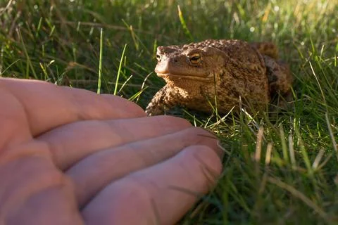 Toad in grass close-up Stock Photos