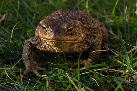 Toad in grass close-up Stock Photos