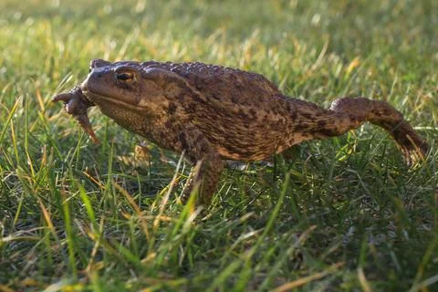 Toad in grass close-up Stock Photos