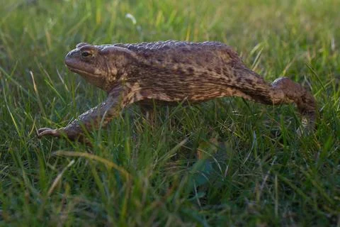 Toad in grass close-up Stock Photos