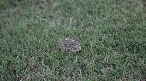 Toad in Grass Vidéo 67222086