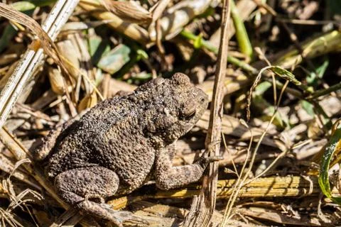 Toad in the grass Foto stock