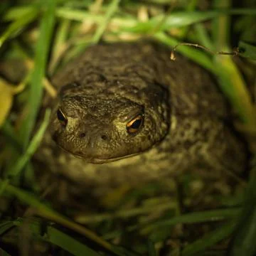 Toad in grass Foto stock