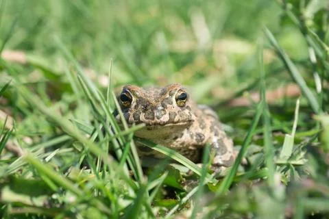 The toad on the grass Stock Photos