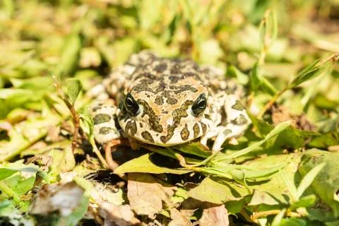 The toad on the grass Stock Photos